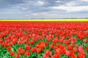 Tulpen in bloei in een veld in Nederland