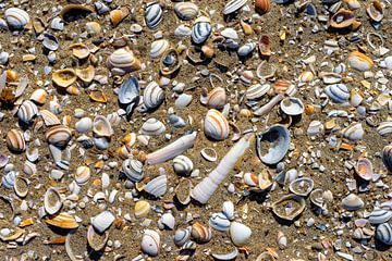 Shells in close-up seen from above by John Duurkoop