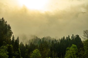 Wolken boven het bos in de Alpen