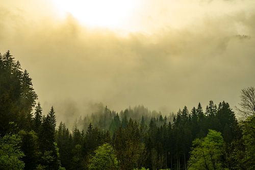 Nuages au-dessus de la forêt dans les Alpes