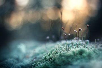 Frozen Moss by Maayke Klaver
