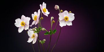Autumn anemones by Ben Winckelmans