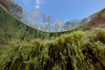 Tête de saut brillante