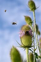 Bees world