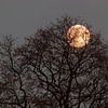The moon through the tree. by Anjo ten Kate