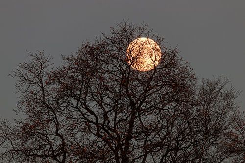 La lune à travers l'arbre.