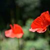 Klaprozen / Poppies van Henk de Boer