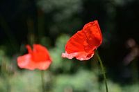 Poppies