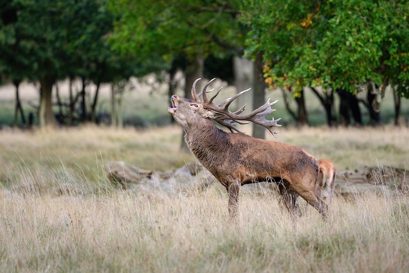 cerf élaphe en train de bramer par Andy van der Steen - Fotografie