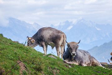Cows graze on pasture by Torsten Krüger