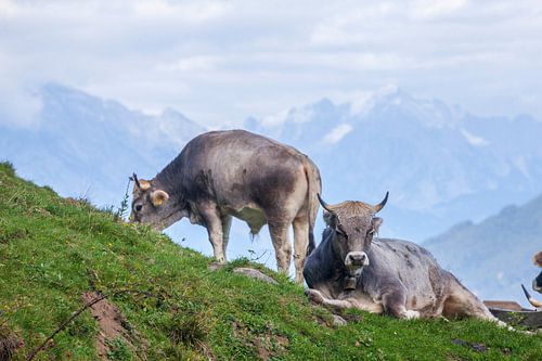 Cows graze on pasture