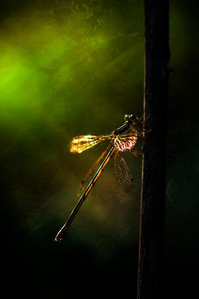 Libelle in het ochtendgloren van Ribbi