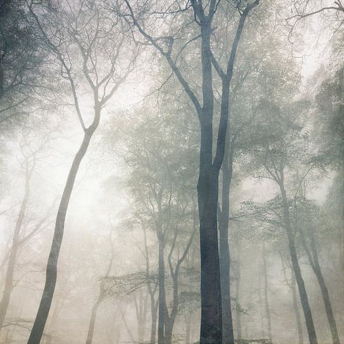 Kathedraal - Boomtoppen in de mist
