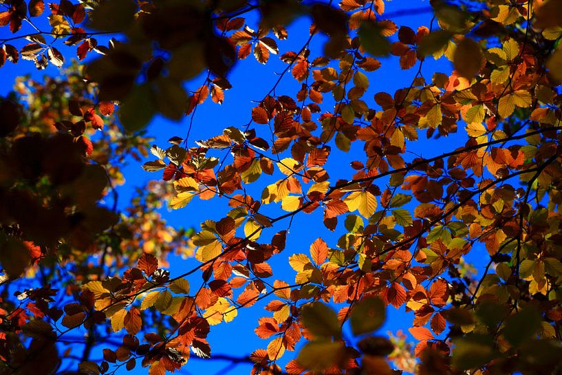 Beech by Thomas Jäger
