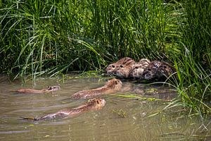 Nutria-Familie