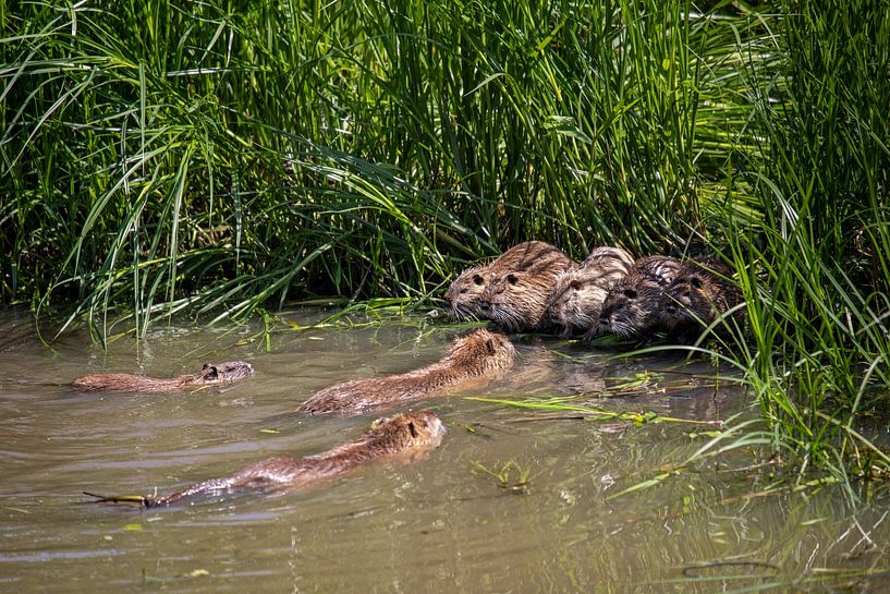 Nutria family by t.ART