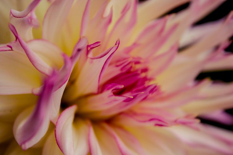 Stinging Purple Dahlias&#039;s by NatureFrameByExter