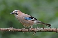 Jay.