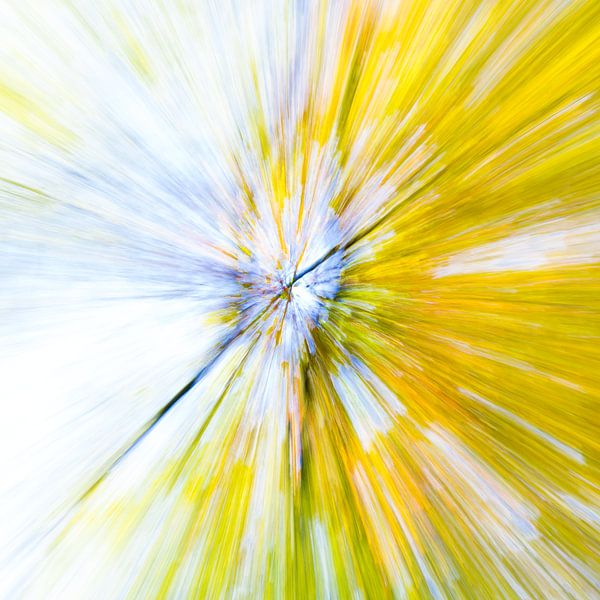 Sunny Spring In The Woods von Carol Maarsen