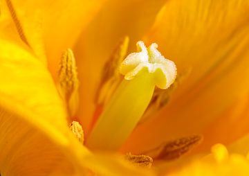 Tulpe im Herzen gesehen von Corrie Ruijer