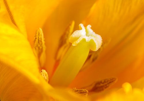 tulp in het hart gezien