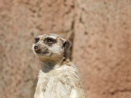 Stokstaart op de uitkijk by Jorge Enrique Garcia Perez