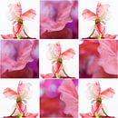 Lathyrus - collage 2 von Rob van der Pijll Miniaturansicht