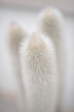 Witte fluffy cactus van Pictorine