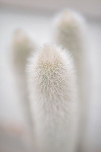 Weißer flauschiger Kaktus von Pictorine