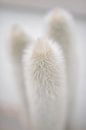 Weißer flauschiger Kaktus von Pictorine Miniaturansicht