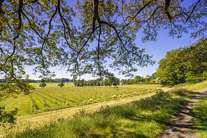 le vignoble Mariëndaal