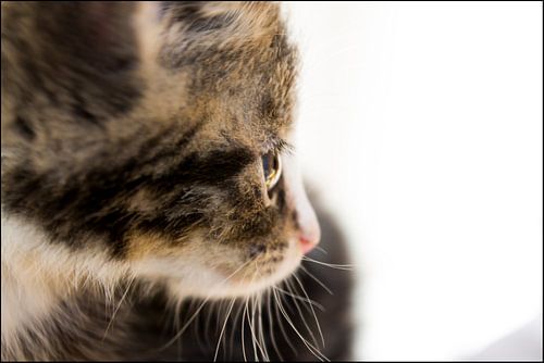 jonge kater