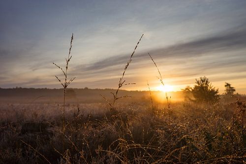 Zonsopkomst winter op de hei