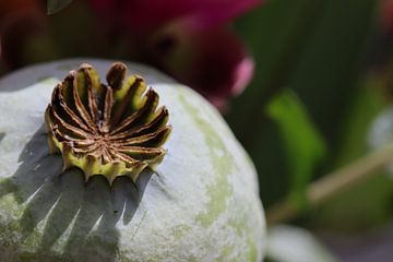 Close-up van een bloemknop met kroontje van Kimberley van Lokven