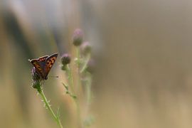 Vuurvlinder by Marijke de Haze