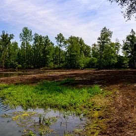 Panorama: Vogelbroedplaats in de Antwerpse Kempen van Kristof Leffelaer