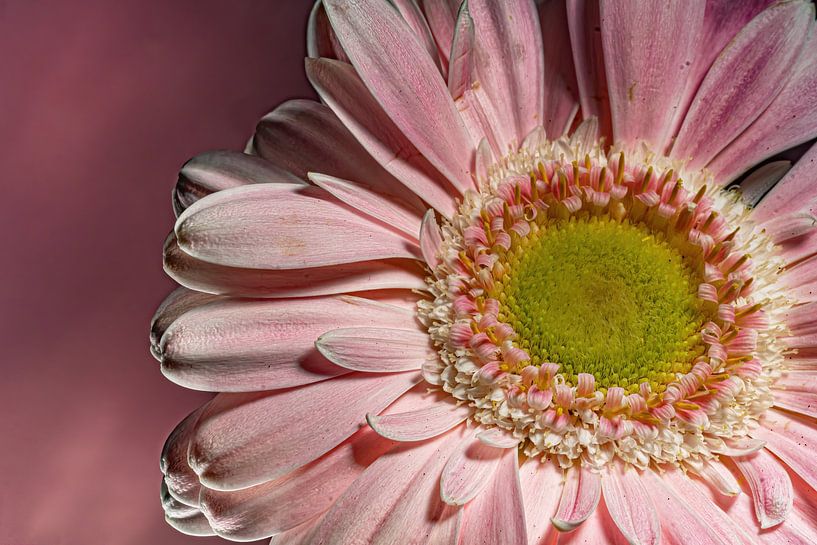 Blumen Traum 4 von Marcel Kieffer