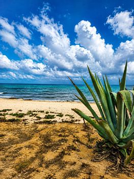 Tropical Sea Breeze