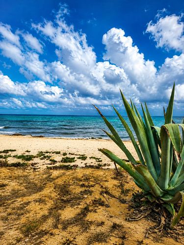 Tropical Sea Breeze