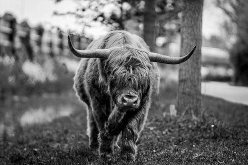 Highlander écossais noir et blanc
