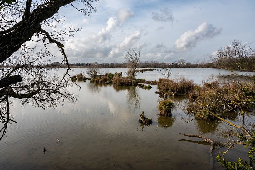 Marsh plants in Beauchamp by Werner Lerooy