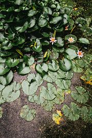 Nénuphars sur Patrycja Polechonska