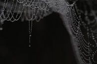 Dewy spider web von Astrid Brouwers Miniaturansicht