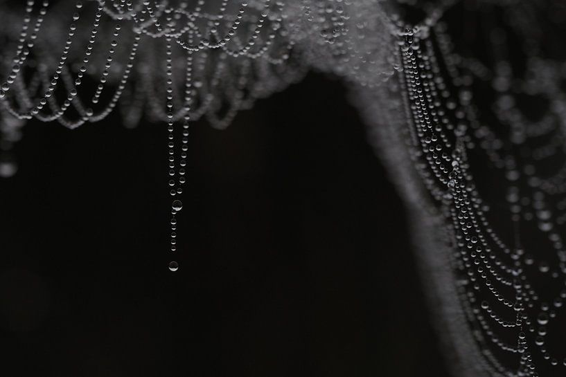 Dewy spider web von Astrid Brouwers