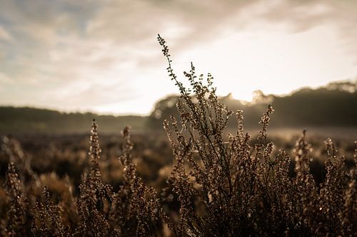 Gouden Gloed: Zonsopgang boven Bloeiende Heideplant