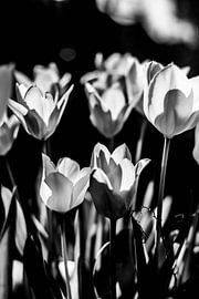 Sea of flowers without colour by Adinda Heeres