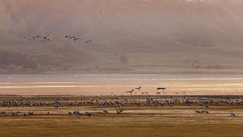 Cranes by Roland Brack