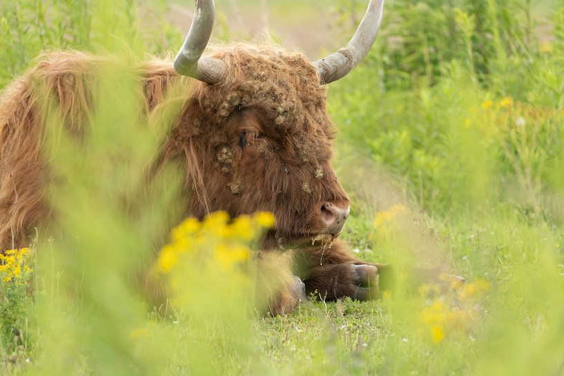 Kühe von Maaike Krimpenfort