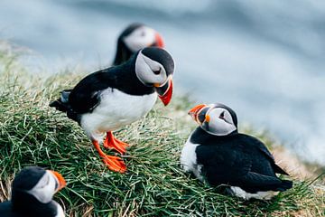 Puffins Iceland by Suzanne Spijkers