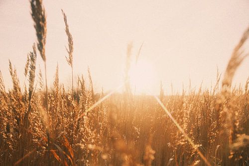 The sun through the reeds